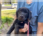 Small #2 Labrador Retriever Mix
