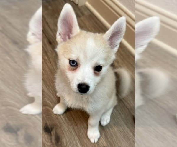 Medium Photo #201 Pomsky Puppy For Sale in LOVELAND, CO, USA