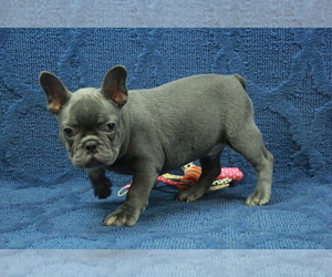 French Bulldog Puppy for sale in HICKORY, NC, USA