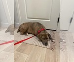 Small #10 Mutt