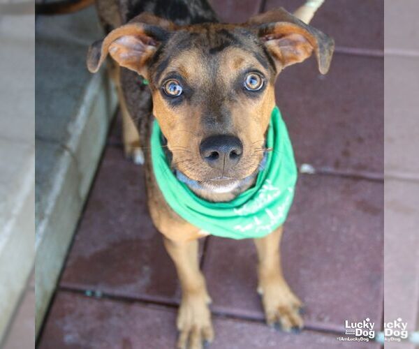 Medium Photo #4 Catahoula Leopard Dog-Retriever  Mix Puppy For Sale in Washington, DC, USA