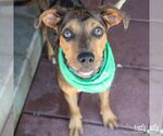 Small #3 Catahoula Leopard Dog-Retriever  Mix
