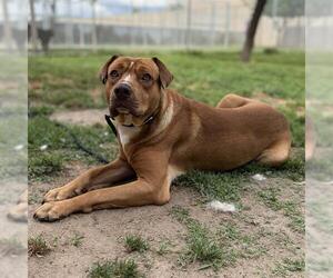 Mutt Dogs for adoption in Modesto, CA, USA