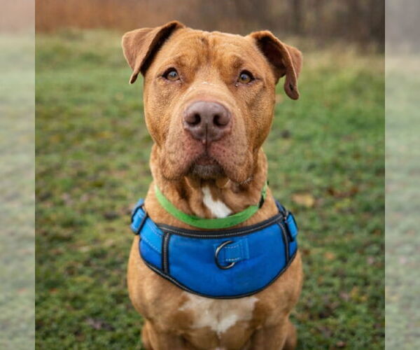 Medium Photo #7 Mutt Puppy For Sale in Salt Lake City, UT, USA