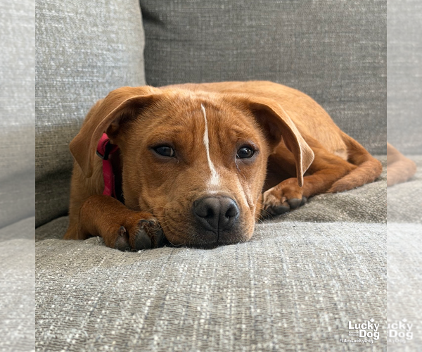 Medium Photo #9 Beagle-Unknown Mix Puppy For Sale in Washington, DC, USA