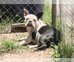 Mother of the American Bully puppies born on 09/27/2021
