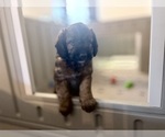 Small Photo #49 Goldendoodle (Miniature) Puppy For Sale in CAPE CORAL, FL, USA