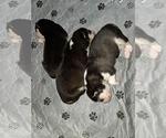 Small #42 Siberian Husky