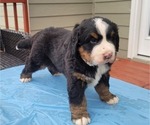 Small Photo #2 Bernese Mountain Dog Puppy For Sale in ALPHARETTA, GA, USA