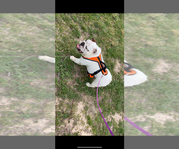 Medium Photo #1 Bulldog Puppy For Sale in MARSHALL, AR, USA