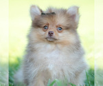 Small #8 Pomeranian