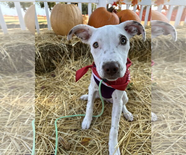 Medium Photo #8 Mutt Puppy For Sale in Euless, TX, USA