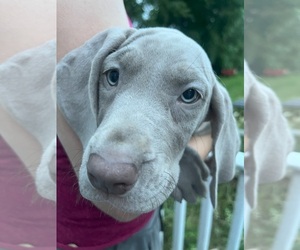 Medium Great Dane