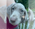 Puppy AKC Paloma Great Dane