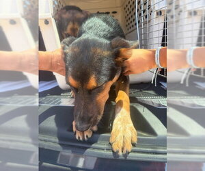 German Shepherd Dog-Unknown Mix Dogs for adoption in Stockton, CA, USA