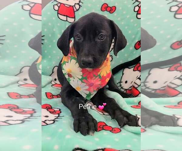 Medium Photo #1 Labrador Retriever-Unknown Mix Puppy For Sale in SHERBURNE, NY, USA