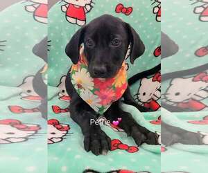 Labrador Retriever-Unknown Mix Dogs for adoption in SHERBURNE, NY, USA