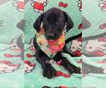 Petrie (NY-Danielle) - Female Labrador Retriever-Unknown Mix Dog for Adoption - Small photo