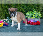 Puppy TBone Boxer