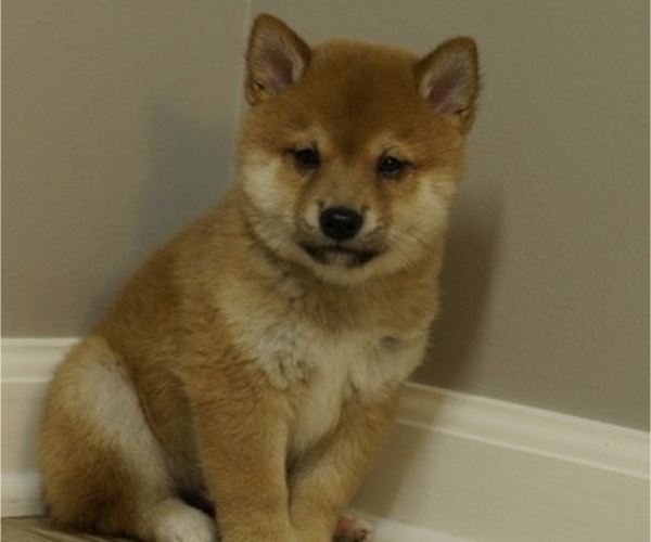 Medium Photo #30 Shiba Inu Puppy For Sale in CARPENTERSVILLE, IL, USA