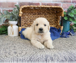 Small #1 Golden Retriever