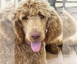 Small #1 Poodle (Standard)