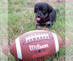 Small #11 Dachshund Mix
