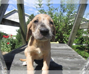 Daniff Puppy for sale in HUDSON, MI, USA