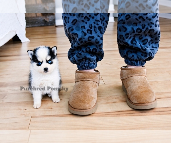 Medium Photo #2 Pomsky Puppy For Sale in KANSAS CITY, MO, USA
