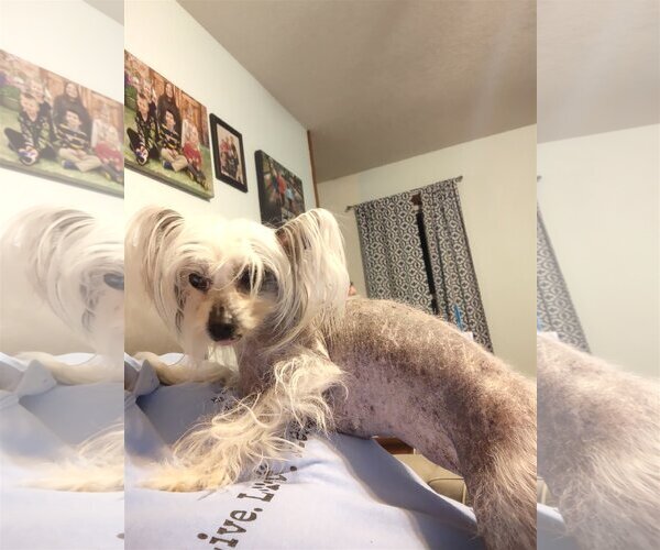 Medium Photo #2 Mutt Puppy For Sale in Erie, MI, USA