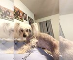 Small #1 Mutt
