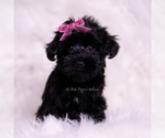Small Photo #15 Yorkipoo Puppy For Sale in WARSAW, IN, USA