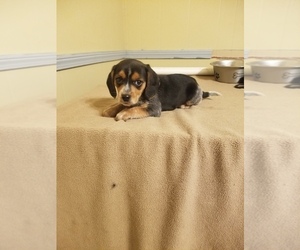 Beagle Puppy for Sale in SPENCER, Tennessee USA