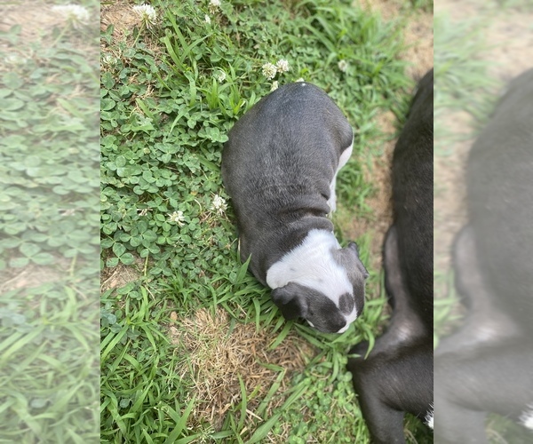 Medium Photo #5 Alapaha Blue Blood Bulldog-American Staffordshire Terrier Mix Puppy For Sale in JONESBORO, GA, USA