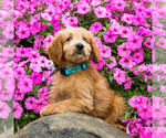 Small Photo #2 Goldendoodle Puppy For Sale in WAKARUSA, IN, USA