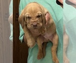 Red LM 1 - Male Bloodhound Puppy for Sale - Photo #4