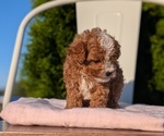 Small #2 Cavapoo (Miniature)