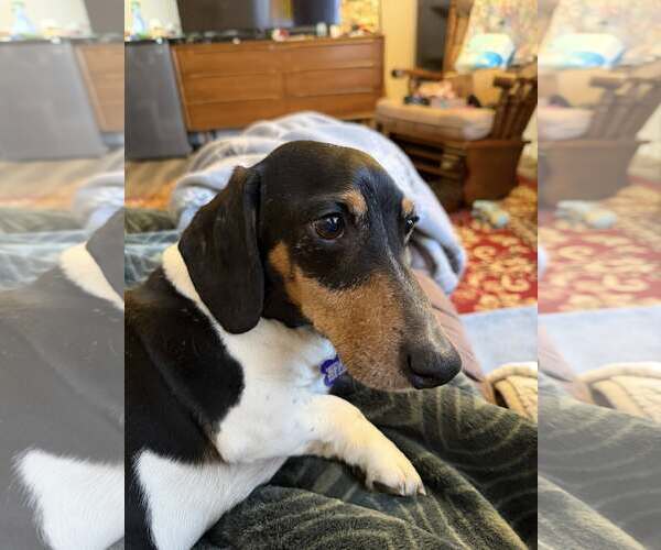 Medium Photo #1 Dachshund Puppy For Sale in Sioux Falls, SD, USA