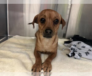 Chihuahua Dogs for adoption in Rancho Cucamonga, CA, USA