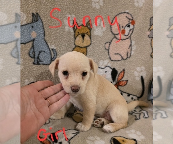 Medium Photo #24 Chizer Puppy For Sale in MONTEZUMA, GA, USA