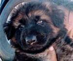 Small Photo #3 King Shepherd Puppy For Sale in GRAND CANYON CAVERNS, AZ, USA