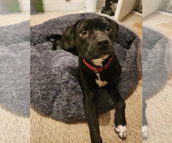 Medium Photo #6 Beagle-Border Collie Mix Puppy For Sale in White Bluff, TN, USA