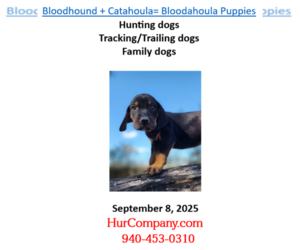 Bloodhound-Catahoula Leopard Dog Mix Puppy for sale in CUMBY, TX, USA
