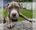 Small #1 American Pit Bull Terrier Mix