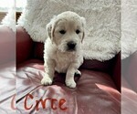 Small Photo #14 English Cream Golden Retriever Puppy For Sale in BLUE HILL, ME, USA