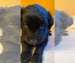 Small Photo #5 Australian Retriever Puppy For Sale in GOLDEN VALLEY, AZ, USA