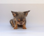 Small #2 French Bulldog