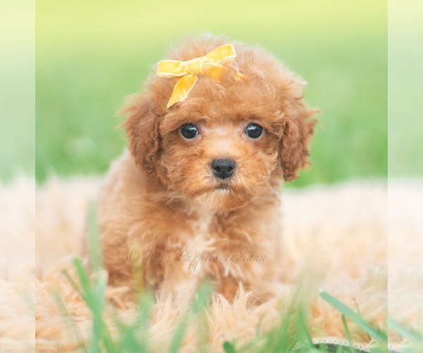 Medium Photo #44 Poodle (Toy) Puppy For Sale in WARSAW, IN, USA