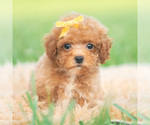 Small #7 Poodle (Toy)