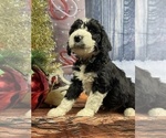 Small Photo #26 Aussiedoodle Puppy For Sale in COMMERCE, MI, USA